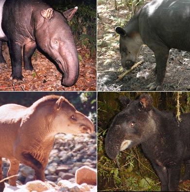 Top-left, clockwise: Malayan, Bairds, Mountain, and Lowland tapirs